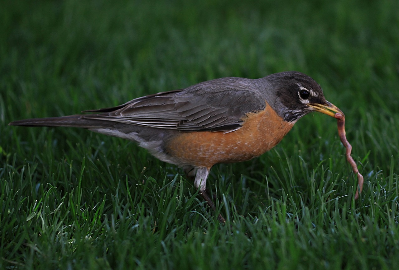 robin eating worms in dirt