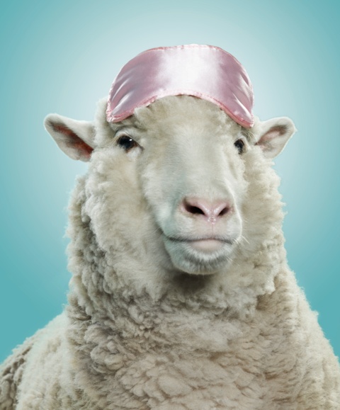sheep with mask