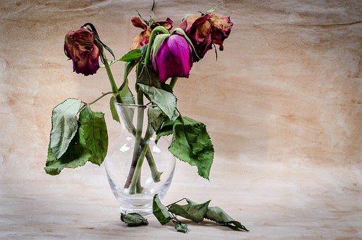 dead flowers in a vase