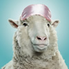 medical sheep