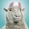medical sheep