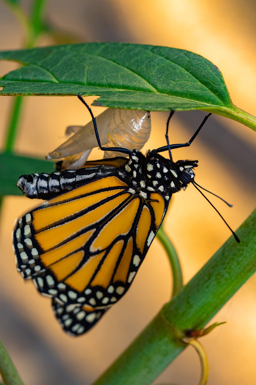 Change: Monarch emerging from a chyrsalis